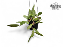 Hoya cv. 'Silver Lady' (Habitus) - Currlin Orchideen