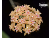 Hoya fitchii (Flowers) - Currlin Orchideen