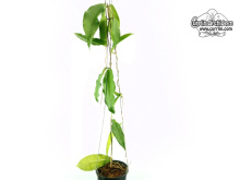 Hoya flavescens (Habitus) - Currlin Orchideen