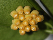 Hoya ignorata (Flowers) - Currlin Orchideen