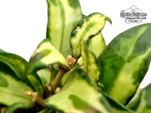 Hoya lacunosa 'Bruno' (Leaves) - Currlin Orchideen