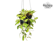 hoya_lima_splashed_leaves_habitus_currlin_orchideen