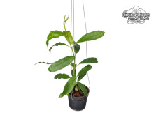 Hoya lockii (Habitus) - Currlin Orchideen