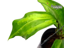 Hoya macrophylla (Baibua) (Leaves) - Currlin Orchideen