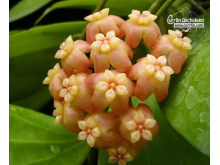 hoya neoebudica