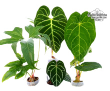 Aroids und Philodendron (Mixed) - Currlin Orchideen