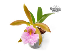cattleychea_pink_carambola_currlin_orchideen_900229993