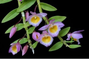 Dendrobium loddi 4cdafbdaa8502