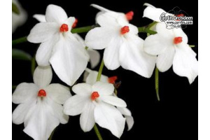 Aerangis luteoalba var. rhodosticta - Currlin Orchideen