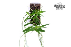 Angraecum moandense (Habitus) - Currlin Orchideen