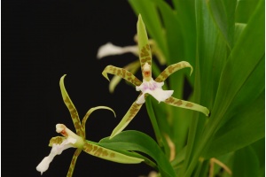 aspasia lunata currlin orchideen