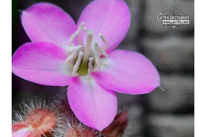 Bertolonia sp. Jussari (Flower ©Thorsten Archut) - Currlin Orchideen