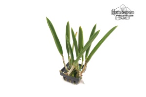 Brassocatanthe Jairak Finch (Habitus) - Currlin Orchideen