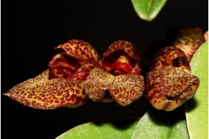bulbophyllum frostii currlin orchideen