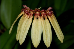 bulbophyllum longiflorum gro