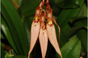 bulbophyllum louis sander currlin orchideen