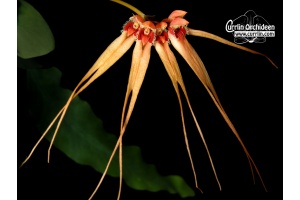 bulbophyllum pecten-veneris currlin orchideen