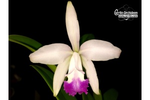Cattleya Claradiana - Currlin Orchideen