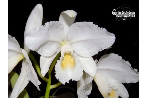 Cattleya labiata var. alba - Currlin Orchideen