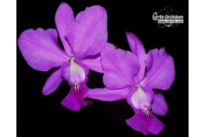 Cattleya walkeriana - Currlin Orchideen