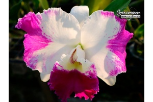 Cattleya White Spark - Currlin Orchideen