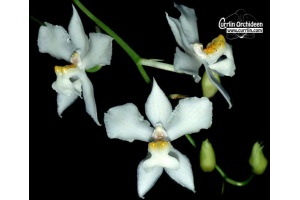 Cuitlauzina pulchella - Currlin Orchideen