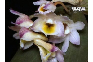 Dendrobium pseudolamellatum - Currlin Orchideen