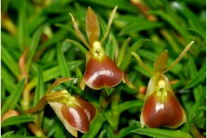 epidendrum porpax currlin orchideen 1120707233