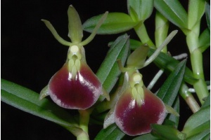 epidendrum porpax dunkel currlin orchideen