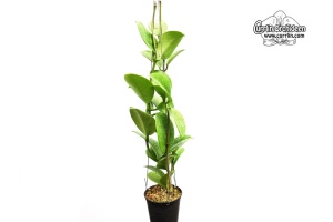 Hoya bicknellii (Habitus) - Currlin Orchideen