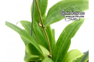 Hoya blashernaezii ssp. valmayoriana (Leaves) - Currlin Orchideen