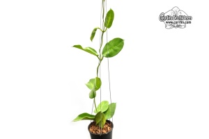 Hoya calycina IML 0201 (Habitus) - Currlin Orchideen