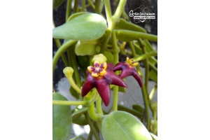 Hoya ciliata (Flowers) - Currlin Orchideen