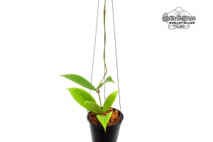 Hoya cv. Jennifer (Habitus) - Currlin Orchideen