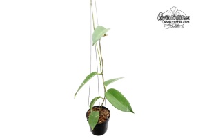 Hoya cv. Kaimuki (Habitus) - Currlin Orchideen