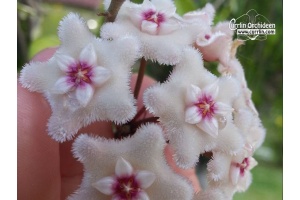 Hoya cv. Mathilde (Currlin Orchideen)