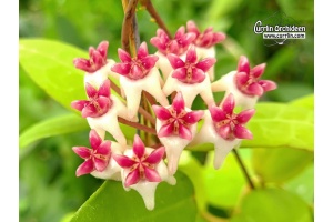 Hoya cv. Patricia (flowers) - Currlin Orchideen