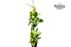 Hoya cv. Patricia (Habitus) - Currlin Orchideen