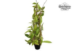 Hoya cv. Jennifer (XL) (Habitus) - Currlin Orchideen