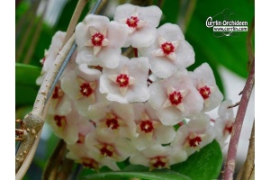 Hoya dasyantha (Flowers) - Currlin Orchideen