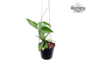 Hoya dasyantha (Habitus) - Currlin Orchideen