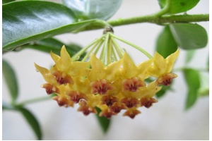 Hoya densifolia 'Dark Corona' (Flowers) - Currlin Orchideen