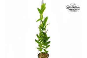 Hoya densifolia 'Dark Corona' (Habitus) - Currlin Orchideen