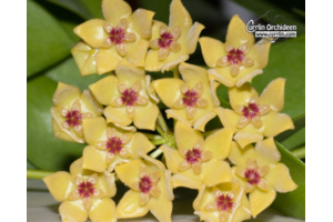 Hoya diptera 'Fiji' von Currlin Orchideen