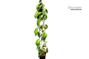 Hoya elmeri (Habitus) - Currlin Orchideen