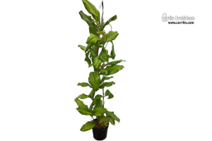 Hoya erythrina (Bacho) (Habitus) - Currlin Orchideen