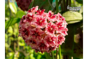 Hoya erythrostemma IML 1425 'Shocking Pink' von Currlin Orchideen