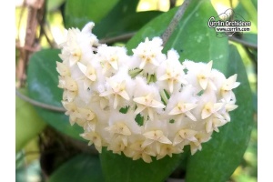 Hoya erythrostemma 'White Flowers' (Flowers) - Currlin Orchideen