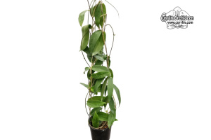 Hoya globulifera (Habitus) - Currlin Orchideen