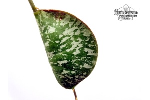 Hoya imbricata (Leaf) - Currlin Orchideen